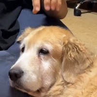 隣にいる大型犬の頭を撫でたあと『知らんぷり』してみた結果…気付いた瞬間見せた『尊いリアクション』が26万再生「なんて幸せ」「家族って感じ」