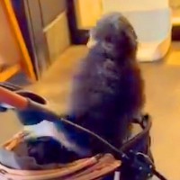 『病院に注射をしにきた』と知らずテンションMAXのワンコ→思っていた場所と違い…予想外な展開が382万再生「爆上がりで草」「たまらん」