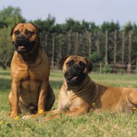 ブルマスティフ｜性格と犬種の特徴、飼い方やしつけ方から値段の相場まで