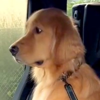 病院が大嫌いな大型犬→車で到着した結果、先生の声が聞こえて…思いついた『まさかの対処法』が73万再生「顔が物語ってる」「小さな抵抗ｗ」