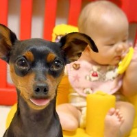 どうしても赤ちゃんの近くにいたい犬→奮闘した結果…まさかの『罪を犯しまくる光景』が453万再生「良い家族すぎる」「書類送犬ｗ」と反響