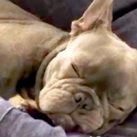 『生後3ヵ月で3度も売られた犬』と出会った男性→運命を感じて飼い始め…素敵すぎる『絆を感じる物語』が19万再生「愛があふれすぎてる」