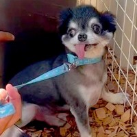 虐待され捨てられた『人間を恐れている犬』→触ることもできずに…2ヶ月後の『嘘のような光景』が120万再生「感動した」「こんな変わるんだ」