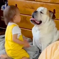 犬のことが大好きな小さい男の子→犬が移動すると…？とんでもなく尊い『まさかの行動』が56万再生「休日のお父さん？ｗ」「いいコンビ」と反響
