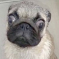 怯えた表情の『捨てられた犬』を飼い、愛情を注ぎ続けた結果…もはや別犬な『ビフォーアフター』に2万いいね「幸せそう」「素敵な飼い主さん」