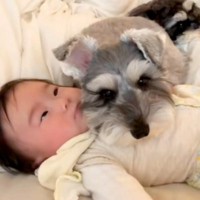 赤ちゃんの頃から犬と寝ている女の子→まるで『本当の姉妹』のようで…大きくなるまでの記録が尊すぎると96万再生「優しい子に育つぞ」と反響