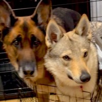 『絶対キッチンには立ち入り禁止』と教えられた犬たち→ルールを守ろうとして…想像と違った『まさかの光景』が18万再生「表情がｗｗ」と反響