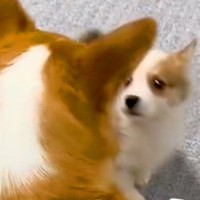 赤ちゃん犬と初めて会った『先輩犬』→目を合わせた次の瞬間…ずっと見ていたい『まさかの指導』が29万再生「いきなりｗ」「相性バッチリ」