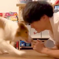 世界一賢い犬種に『ふせ』→『立て』と指示したら、ド忘れしてしまい…予想外すぎる『まさかの体勢』が100万再生「角度がｗｗ」「可愛い」