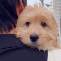 軽々と抱えられる大型犬の赤ちゃん→10ヶ月後…大きくなっても『赤ちゃんすぎる光景』が可愛すぎると14万再生「バブみ強いｗ」「愛されてる」