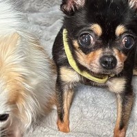 似た病気を持つ2匹の保護犬→病院に通っていたら、動物看護士が…素敵すぎる『涙が止まらない展開』に反響「私まで嬉しい…」「泣けた」と感動