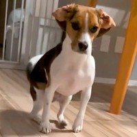 ご飯前、犬に『待て』をさせた結果→我慢できなくて…全く待てていない『まさかの動き方』が12万再生「クセ凄すぎるｗｗ」「何回見ても笑う」