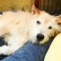 歩けなくなって2年が経ったおばあちゃん犬→車椅子に反応したので、乗せてみた結果…思わず泣ける『素敵な展開』に感動「嬉しそう」「涙出た」