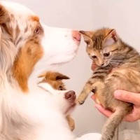 母が子猫を連れて遊びに→初対面なのに、犬たちの『母性』が爆発して…泣けるほど尊い光景が41万再生「愛がダダ漏れ」「猫さん濡れてて笑うｗ」
