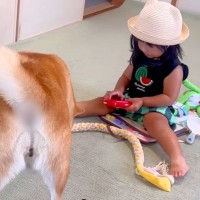 ソリで遊ぶ2歳の女の子が、犬に『引っ張って』とお願いをした結果→『できないかな』と思っていたら…人間味のある『想定外の行動』に思わず感動