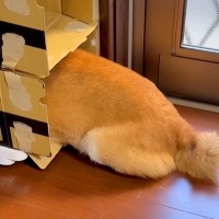 お風呂が大嫌いな犬→どうしても入りたくなくて…衝撃的な『拒否の仕方』と攻防戦が95万再生「まるでコントｗ」「完全に言葉を理解してる」