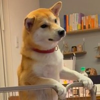 体力のありあまった犬→サークルによじ登って…思わず笑ってしまう『筋トレのような行動』が27万再生「マッチョになりそう」「足がｗｗ」