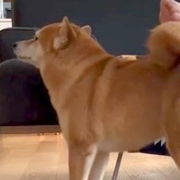 大嫌いなお風呂を頑張った犬→『ご褒美』を貰おうとして…あまりに愛おしい『まさかの妥協案』が67万再生「労働力ゼロで草」「足でいいんだｗ」