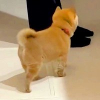 台所で料理をしていたら『赤ちゃん犬』が近づいてきて…守りたくなる『生まれて初めてのハプニング』が36万再生「たまらん」「愛おしい」と悶絶