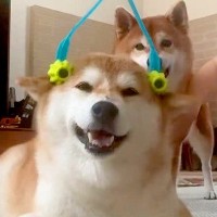 コロコロでマッサージされている幸せそうな犬→もう１匹が邪魔した結果…切なすぎる『まさかの表情』に爆笑「なんで？って顔で草」「笑った」