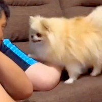 パパが『ママを叩くイタズラ』をしたら、見ていた犬が…暴力は絶対に許さない『まさかの対応』が1025万再生「平和ｗ」「声出して笑った」