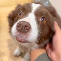 妻が実家に帰ってしまうので、犬に『寂しいから引き止めて』とお願いした結果…あまりにも健気な『尊い行動』が8万再生「めっちゃ可愛い…」