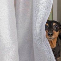 犬が『かくれんぼ』をしようとする心理5つ　身を隠したがる理由やトラブルの予防策も解説