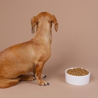 犬が『イヤイヤ期』にみせる3つの行動　考えられる心理や要求、正しい対処法まで解説