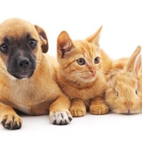 犬との同居が不向きな動物4種　相性が合わない理由から同時に飼う場合の注意点まで