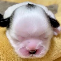 『誰が想像できた？』スヌーピーカラーの赤ちゃん犬→予想できなかった『まさかの成長過程』に1万いいね「全部可愛い」「2度美味しい」と絶賛