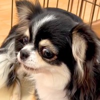 人が信じられず、ご飯すら食べなかった保護犬→温もりを与えた結果…もはや『別犬のような光景』が泣けると73万再生「絶対に幸せになれる」