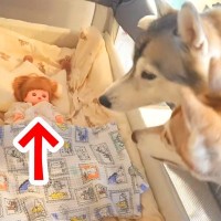 寝ている赤ちゃんを『人形にすり替えた』結果→大型犬たちがベッドに近付き…想定外の展開で見せた『尊い反応』が10万再生「純粋で賢い」と絶賛