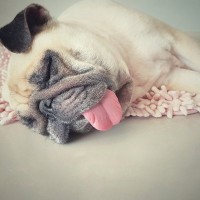 犬が『疲れ果ててしまう』飼い主のNG行為5選　逆効果となる行動や愛犬からのSOSサインまで