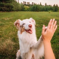 愛犬は『飼い主』をどう思ってる？どんな存在だと認識しているの？強い信頼関係を構築する秘訣まで