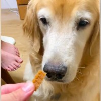 『ヨシ』と言ってもオヤツを食べない大型犬→なぜかと思ったら…涙が出るほど優しい『まさかの配慮』が34万再生「おしとやか」「泣いちゃう」