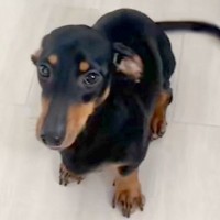 『バーン』を覚えた犬に『おすわり』と言ってみた結果→予想を裏切る『まさかの動き』に反響「ズッコケうまい」「可愛すぎて許しちゃうｗ」