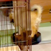 掃除ロボットに乗っている犬→降りたはずみでボタンを押してしまい…想定外すぎる『まさかの悲劇』が33万再生「最高ｗｗ」「大物になる」と反響