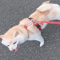 2匹の犬を散歩に連れて行った結果…どうすればいいかわからない『正反対すぎる行動』に5万いいね集まる「引き裂かれるｗ」「体が2つ必要」