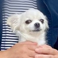 バーベキューに参加した犬→『お気に入りのおじさん』を発見した途端…まさかの光景に8万いいね集まる「直感で見抜いてる」「可愛すぎるｗ」