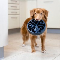 犬が執拗に『ごはんを欲しがる』理由4選　食べたばかりなのになぜ？適切な対応までご紹介