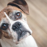 犬が『視線』で伝えようとしている3つの気持ち　表情から読み取る心理や適切な応え方も解説