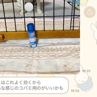 母に『実家で使っているもの教えて』とLINEした結果→なぜか必ず『犬』が…可愛すぎる共有の仕方に5万いいね「ピント犬に合ってるｗ」と反響