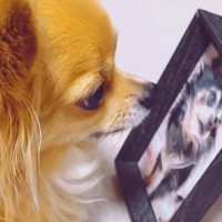 『18歳で亡くなった同居犬の写真』を見つめる犬…涙が止まらない『まさかの光景』が39万再生「ちゃんとわかるんだ」「言葉にならない」と感動