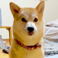 用事があったので、猫を飼っている友人に『犬を預けた』結果→帰ってきたら…衝撃的な『まさかの行動』が194万再生「ネコ科の柴犬で草」