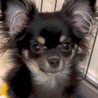 『53850円』で売れ残っていた犬→『家族になりたい』と強く思い、飼った結果…思わず涙する光景が118万再生「愛情…」「顔が違う」と反響