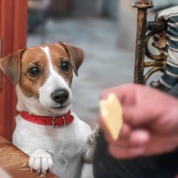 病気の犬に絶対NGな『ごはん』５選　食べさせてはいけない理由や推奨される食べ物まで