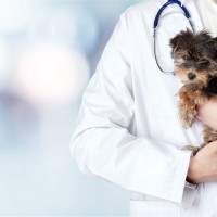 犬の『飢え死に』寸前サイン５選　飢餓状態になっているときの危険な症状とは？