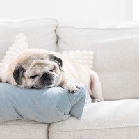 犬が『放っておいて』と思っているときのサイン５選　構いすぎはNG？干渉しすぎることのデメリットまで