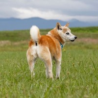 犬が人に『背中を向ける』心理５選　意外な理由や絆を深めるために飼い主がすべきことまで