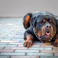 犬の『呼吸が苦しそう』考えられる原因７選　すぐに病院へ行くべきサインとは？